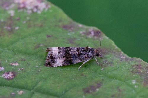 Réf. 216 197 : Endothenia sp.